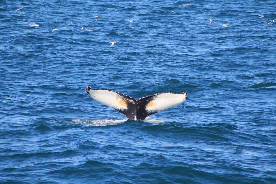 Reykjavik: Whale Watching and Puffin Excursion - Important Restrictions