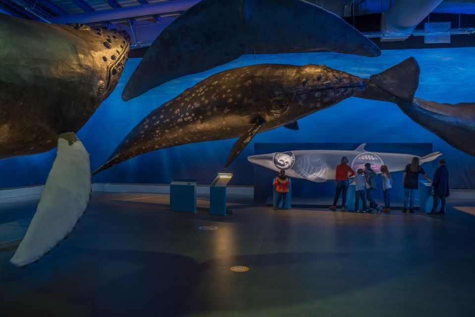 Reykjavik: Whales of Iceland Museum Entrance Ticket - Amenities Available