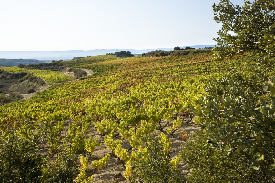 Rioja Winery & Traditional Lunch From Pamplona or Logroño - Important Information