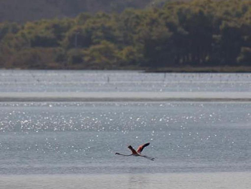 Safari & Birdwatching in Vjosa-Narta Protected Landscape - Wildlife Spotting Tips