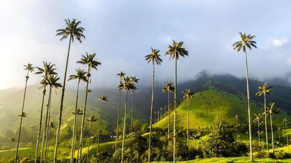 Salento and Cocora Valley Full Plan From Pereira or Armenia - Tips for a Memorable Visit