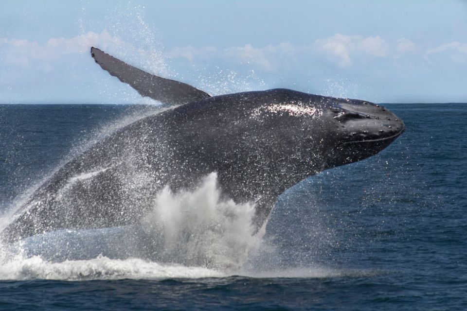 Samana: Bay of Samana Whale Watching Experience - Expert Guide Insights