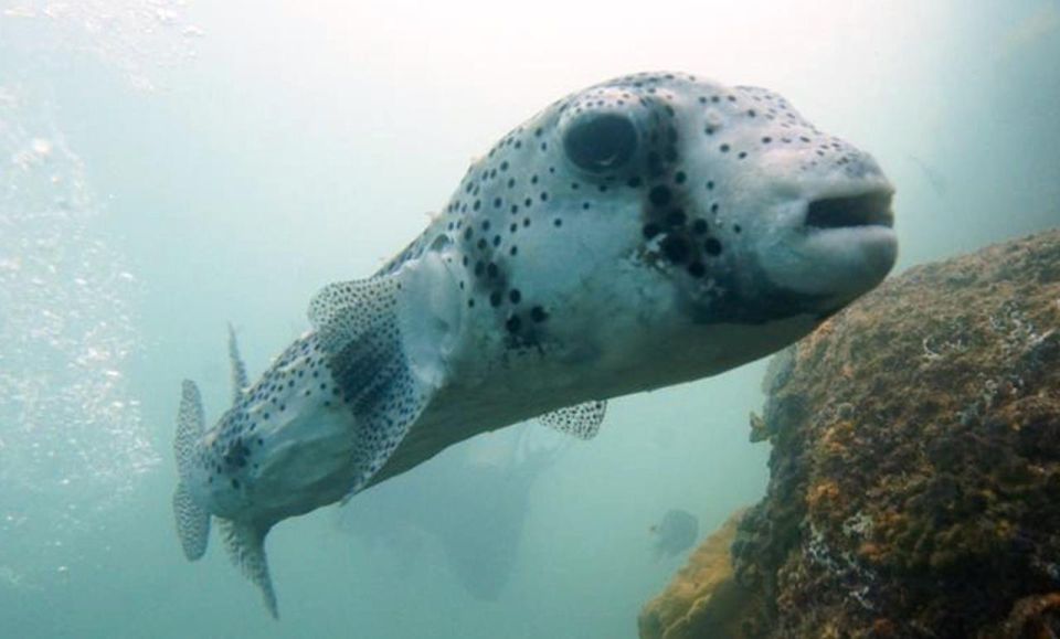 San Jose Del Cabo Snorkeling Tour - Marine Biologist Guide