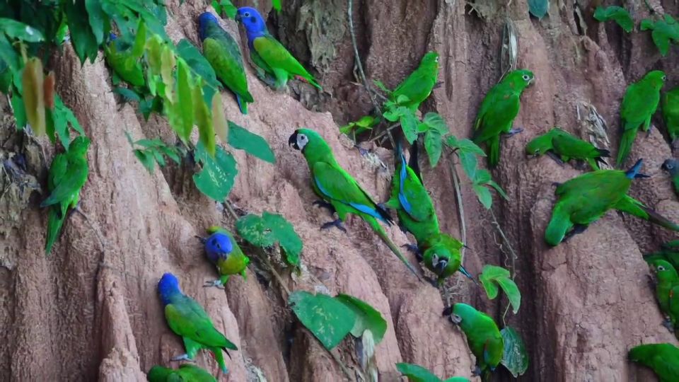 Sandoval Lake Tambopata 4 Days 3 Nights: Chuncho Macaw Clay - Recap