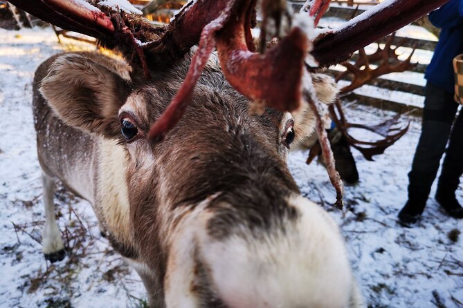 Santas Reindeer & Husky Safari + Santas Pets + Aurora BBQ! - Booking Confirmation Information
