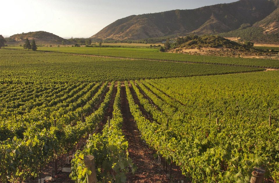 Santiago: Concha Y Toro and Undurraga Vineyards Tour - Best Time to Visit