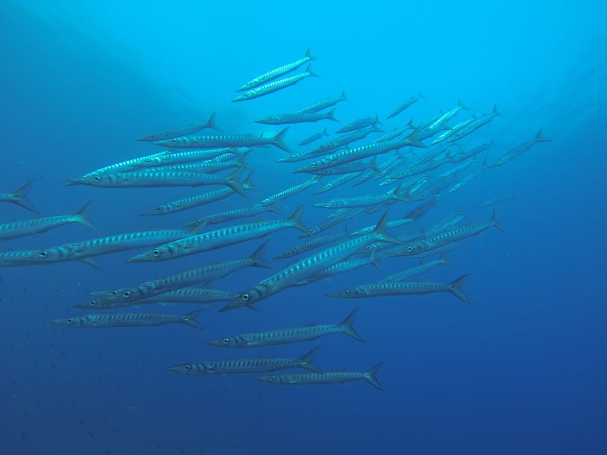 Santorini: Scuba Diving Experience for Beginners - Customer Feedback and Ratings