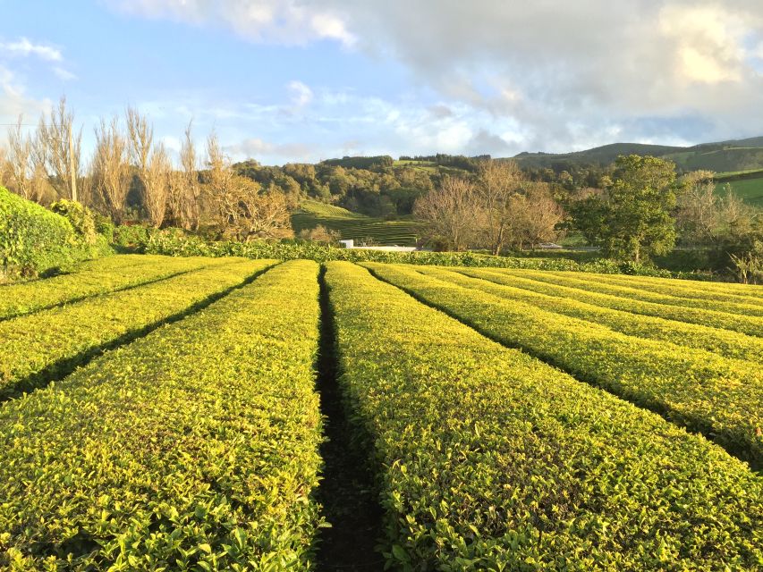 São Miguel: Full-Day Tour of Furnas Valley - Traditional Furnas Stew