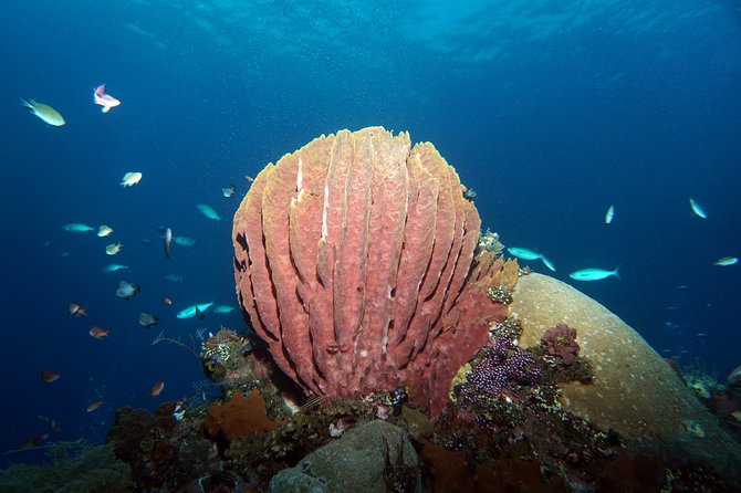 Scuba Diving at Tulamben USAT Liberty Wreck - Booking and Reservation Process