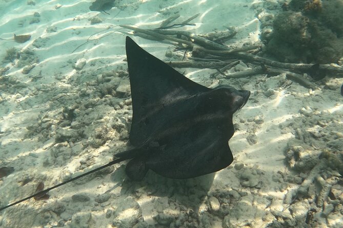 Scuba Diving Experience in Santorini - Booking and Confirmation Process