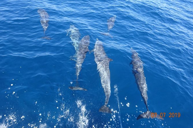 Sea Trip and Observation of Cetaceans, Dolphins in Small Groups - Local Snacks and Refreshments