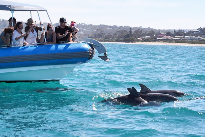 Seal Island Boat Tour From Victor Harbor - Safety Considerations