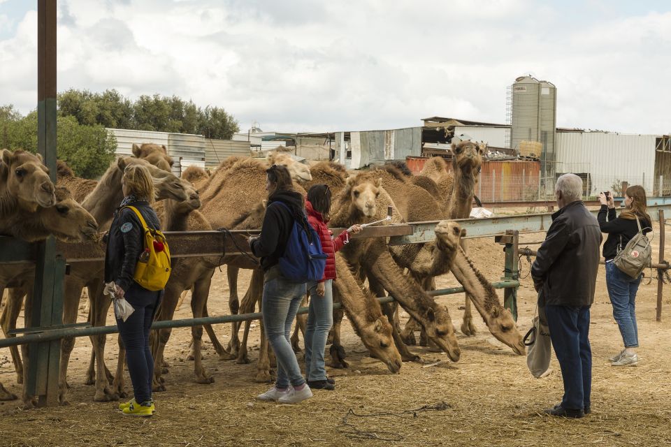See Camel Centre, Rat Temple From Jodhpur With Bikaner Drop - Booking Process