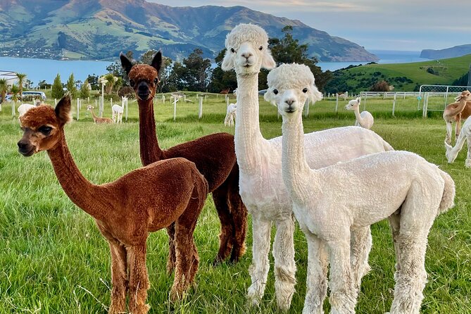 Shamarra Alpaca Farm Tours - Tips for a Great Visit