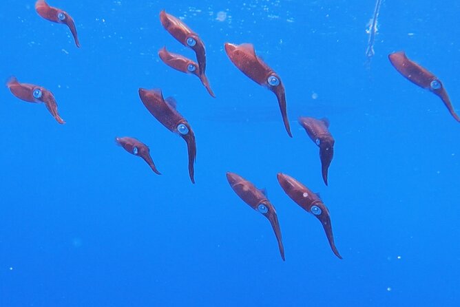 Shared 2 Hours Sosúa Bay Snorkeling With Professional Guide - Customer Reviews