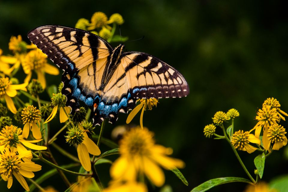 Shenandoah National Park: Self-Driving Audio Guide - Exploring the Shenandoah Valley