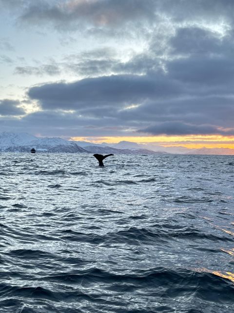 Skjervøy: Birds and Wildlife of Arctic Norway - Seasonal Wildlife Changes