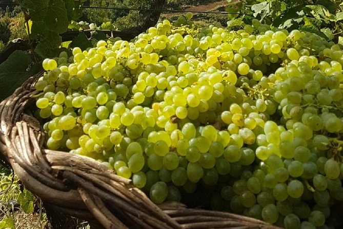 Skywalk, Madeira Wines Tasting and Vineyards 4x4 Experience - Confirmation and Cancellation