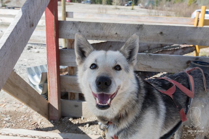 Sled Dog Adventure and Pan for Gold in the Yukon - Logistics and Accessibility
