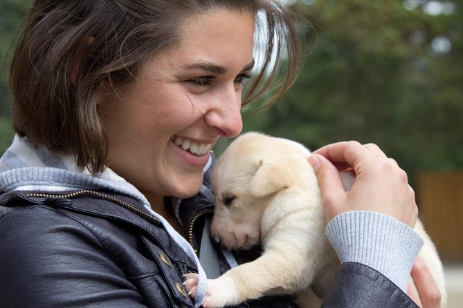 Sled Dog Discovery in Skagway - Activities and Highlights