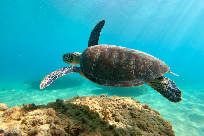 Snorkeling Adventure in Aguadilla - Nearby Attractions and Dining Options