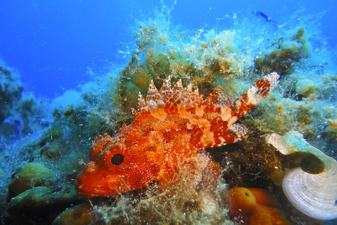Snorkeling Adventure Trip - Tips for a Successful Trip