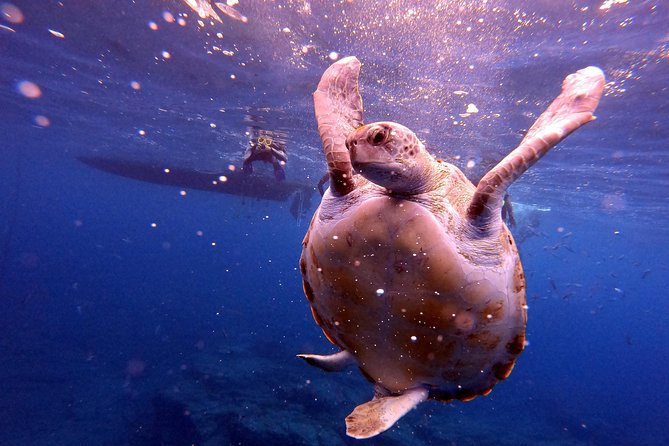 Snorkeling and Boat Tour in a Turtle Area - Tips for First-Time Snorkelers