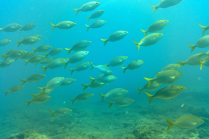 Snorkeling in Gran Canaria With Hotel Pick-Up - Hotel Pickup and Drop-off