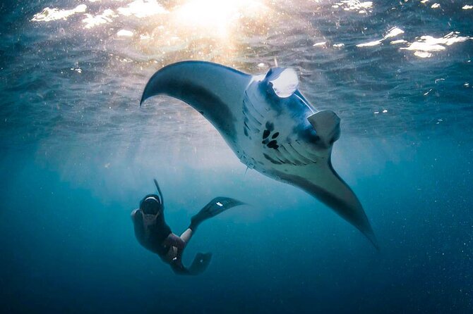 Snorkeling Manta Ray Safari in Nusa Penida - Traveler Recommendations