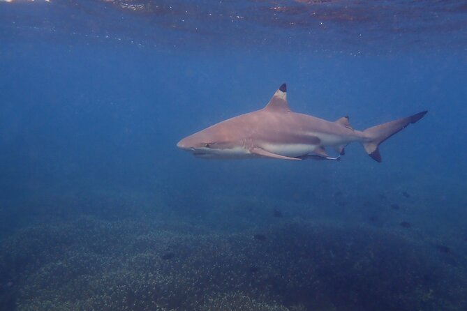 Snorkeling Trip to Pigeon Island - Cancellation and Payment Policy