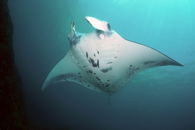 Snorkelling With Manta Rays - Ideal Time to Visit