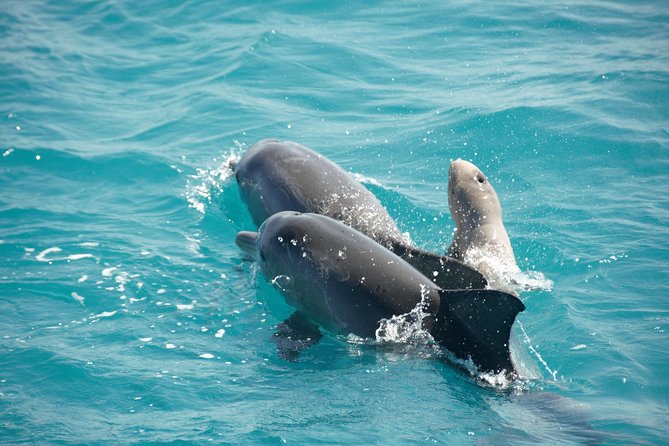 Snubfin Dolphin Eco Cruise From Broome - Accessibility and Transportation