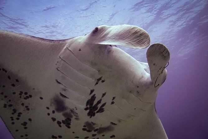 South Maui Shore Dive - Cancellation Policy Explained
