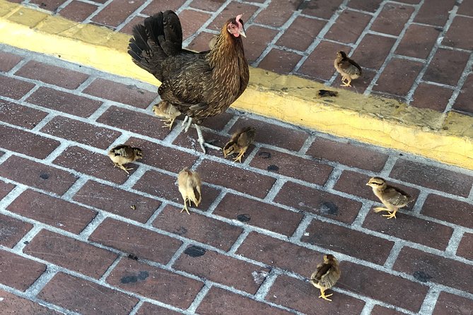 Southernmost Key West History and Culture Small-Group Walking Tour - Customer Feedback and Reviews