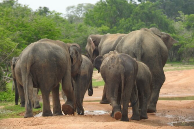 Special Leopards Safari Yala National Park - 04.30 Am to 11.30 Am - Cancellation and Refund Policy