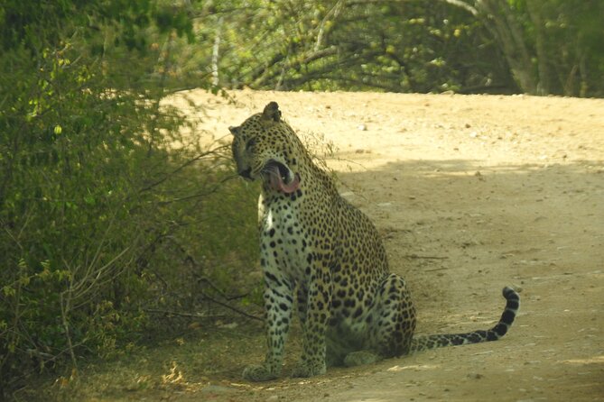 Special Morning Safari -04.30 Am to 11.30 Am - Half Day Safari - Booking Information
