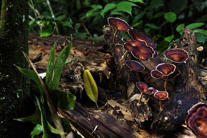 Sri Lanka Sinharaja Rain Forest Tour - Best Time to Visit