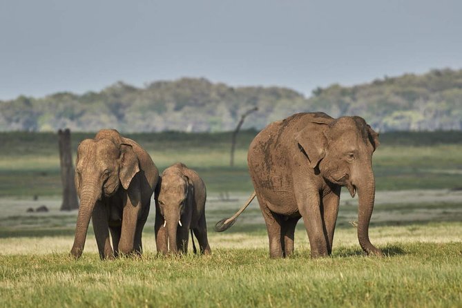 SriLanka Country Side Tour - Health and Accessibility