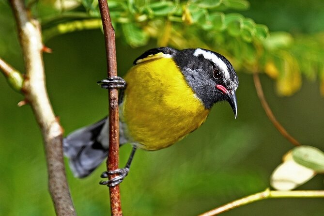 St.Martin - St.Maarten: Small Group, Birding Tour / Bird Watching Tour - Booking Your Birding Experience