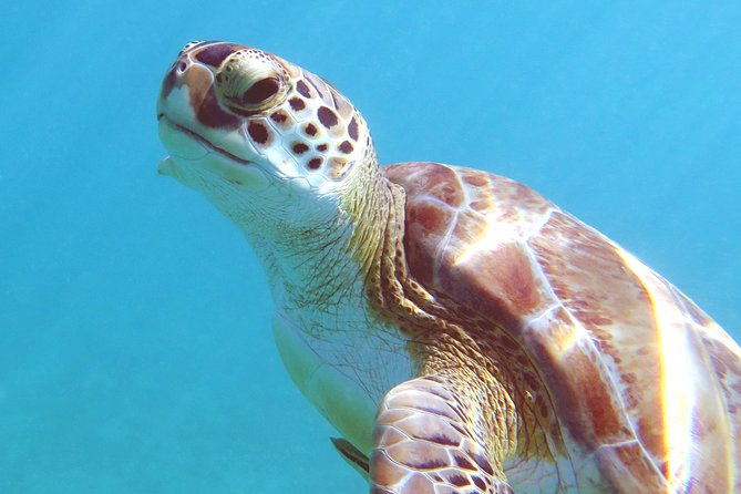 St Thomas Kayak and Sea Turtle Snorkel Excursion - Customer Experiences