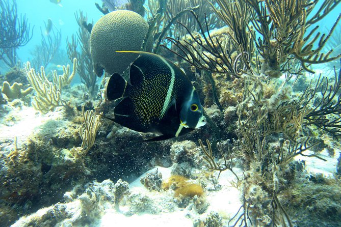 Starfish Point, Stingray City-Sandbar & Coral Gardens - Booking Information