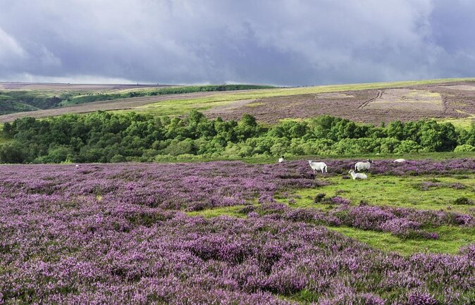 Steam Trains, Whitby, and the North York Moors Full-Day Tour From York - Discovering the Yorkshire Moors National Park