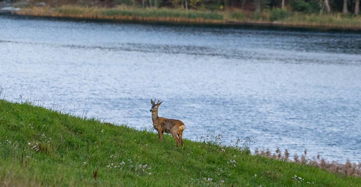 Stockholm: Wildlife Safari - Best Time to Visit