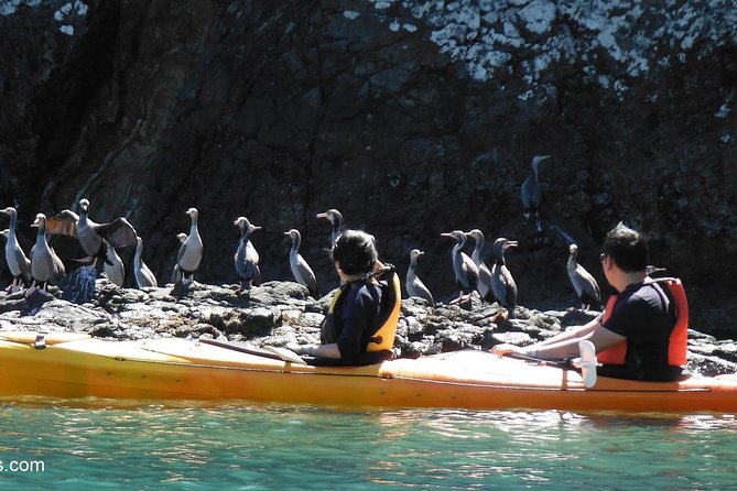 Sunrise Wildlife Sea Kayaking in Akaroa Marine Reserve - Important Tour Details