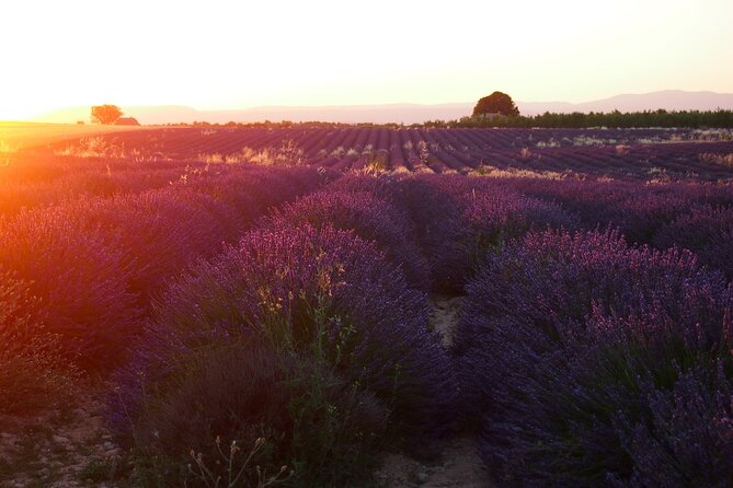 Sunset Lavender Tour From Aix-En-Provence - Photography Opportunities