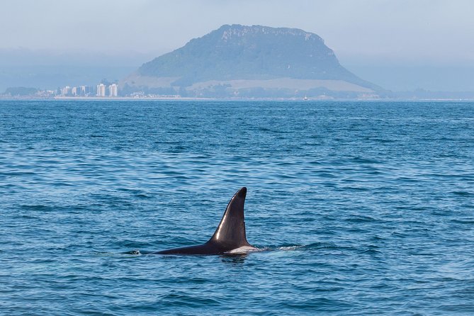 Swim With Wild Dolphins in Tauranga - Customer Experiences and Reviews