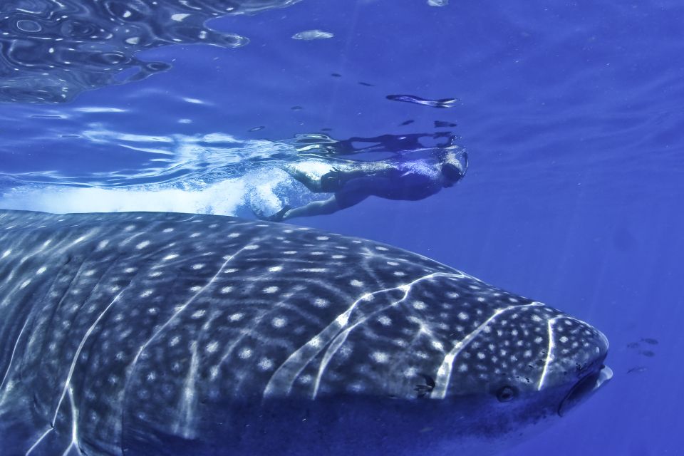 Swimming With Whale Sharks in Cancun - Exploring the Mexican Coastal Region