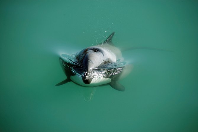 Swimming With Wild Dolphins in Akaroa - Environmental Commitment of Operators