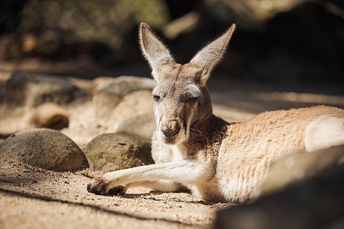 Sydney Taronga Zoos Aussie Backyard Adventure Tour - Dining and Refreshments