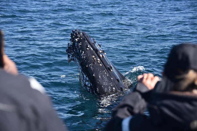 Sydney Whale-Watching by Speed Boat - Photography Opportunities